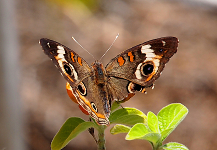 [This butterfly perched on a flower has its wings spread exposing its body and the top of the wings. The body of the butterfly is brown with two orange splotches on the top of each front wing and large circular blue-black sections on the edges of the wings. Nearly half of the lower right wing is missing. The body is brown and the antennas appear all white.]